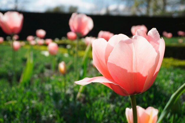 Primo piano di un tulipano in un campo