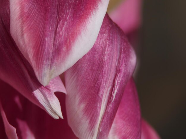 A close up of a tulip flower