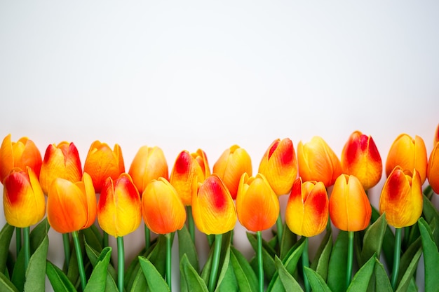 Close up of tulip flowers with copy space over white background