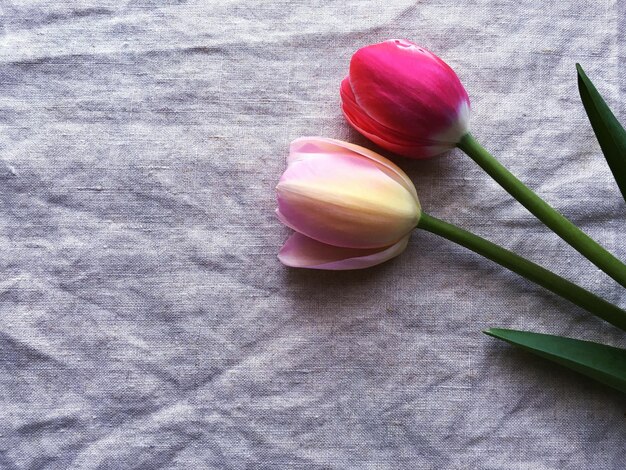 Photo close-up of tulip flowers