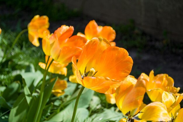 Foto un primo piano di un tulipano con la parola tulipani su di esso