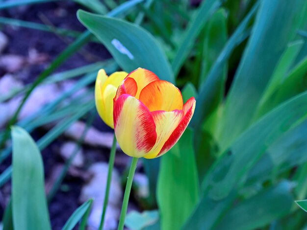 Foto prossimo piano del tulipano