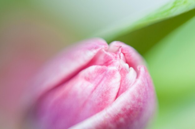 Foto prossimo piano del tulipano