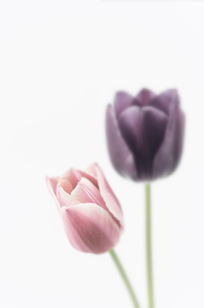 은 하늘 을 배경 으로 립 들 의 클로즈업