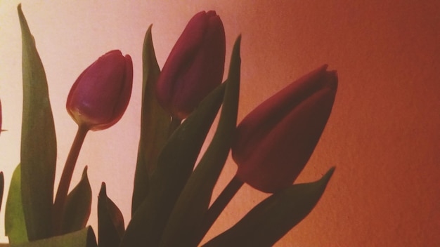 Photo close-up of tulips against wall