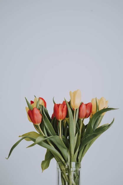 Photo close-up of tulips against white background