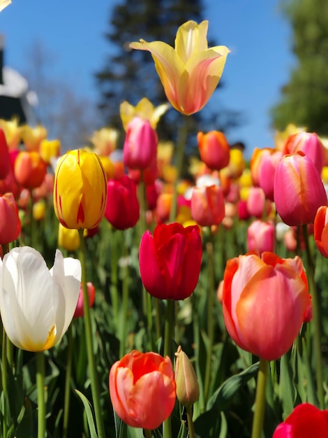 Photo close-up of tulips in bloom