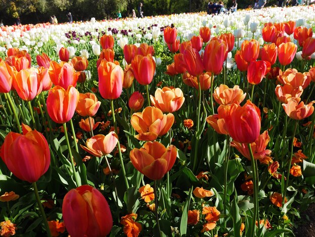 Close-up of tulips blooming on field