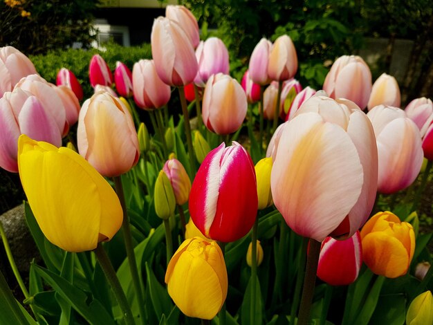 Photo close-up of tulips blooming in field