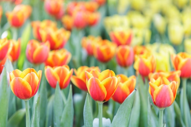 Close-up of tulips blooming outdoors