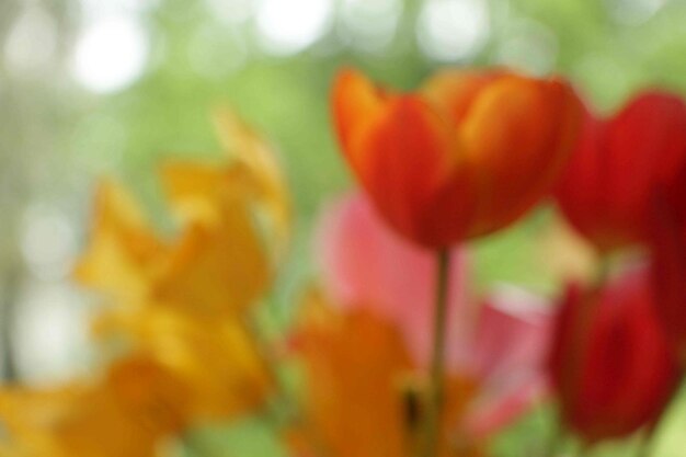 Close-up of tulips blooming outdoors