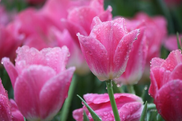 Close-up of tulips blooming outdoors