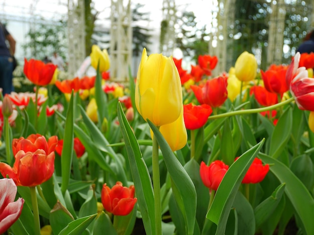 Близкий план цветущих тюльпанов в парке