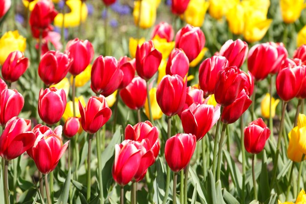 Close-up of tulips blooming in park