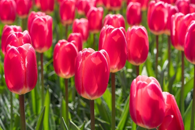 Close-up of tulips blooming in park