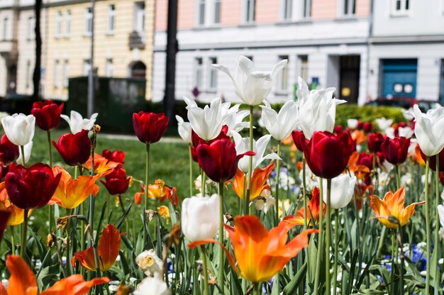 Foto prossimo piano dei tulipani in fiore