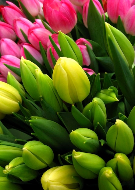 Close up of tulips bouquet