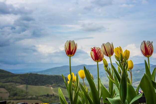 Photo close-up of tulips on field against sky