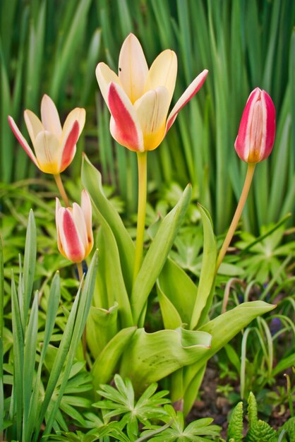 Close-up of tulips in field