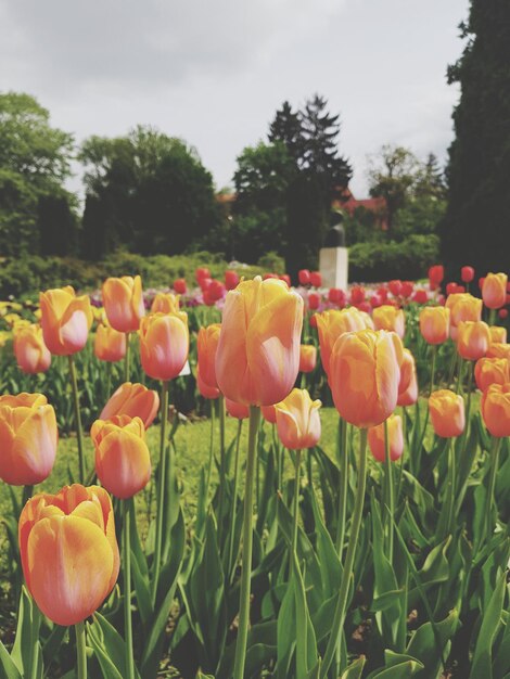 Foto prossimo piano dei tulipani nel campo