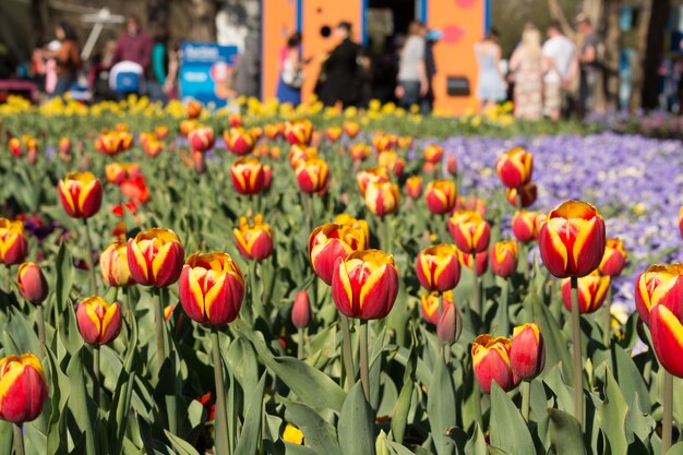 Photo close-up of tulips growing in field