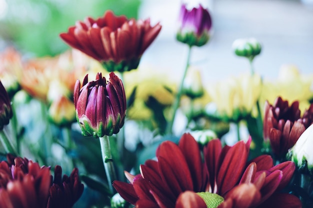 Close-up of tulips growing outdoors