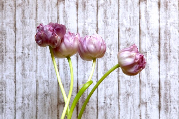 Foto prossimo piano dei tulipani