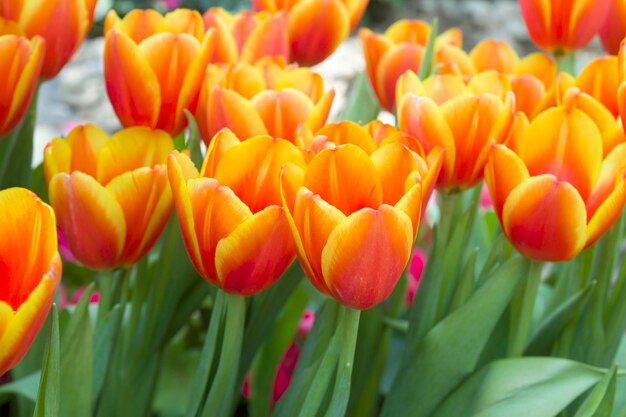 Close-up of tulips