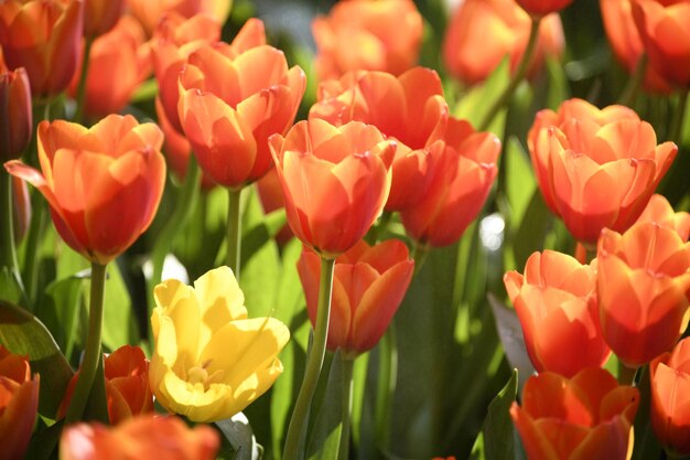 Foto prossimo piano dei tulipani