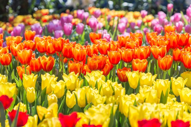 Close-up of tulips