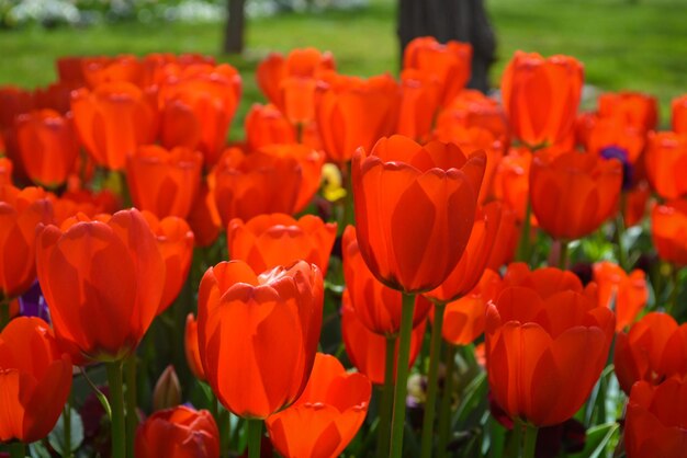 Foto prossimo piano dei tulipani