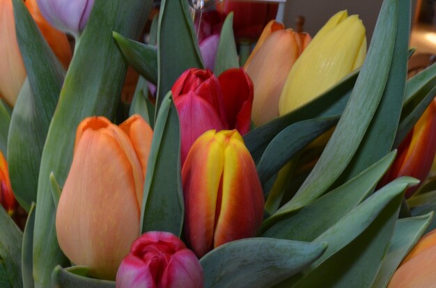 Photo close-up of tulips