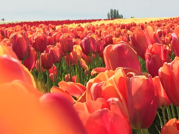 Close-up of tulips