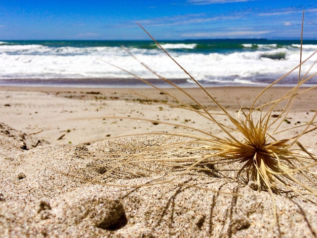 Foto prossimo piano di tumblweed sulla spiaggia