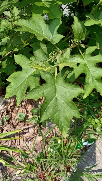 Close up of turkey berry plant