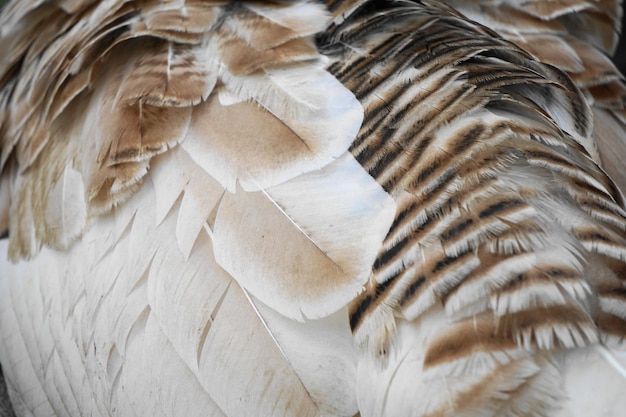 Photo close-up of turkey feathers