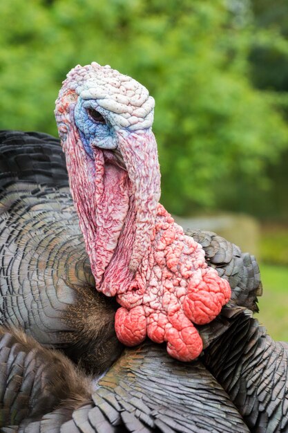 Photo close-up of turkey