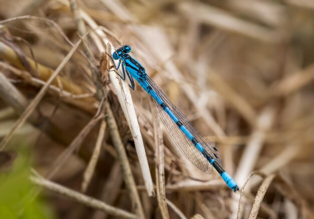 Photo close-up of turquoise colored dragonfly