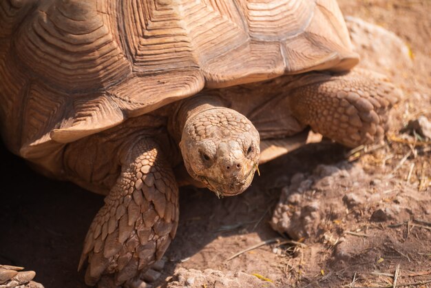 Close up of turtle in the cage