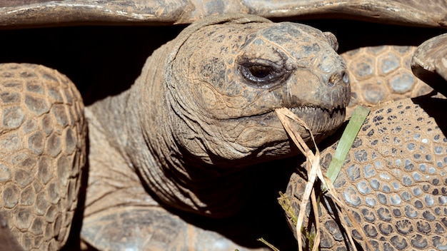 A close up of a turtle, chewing grass