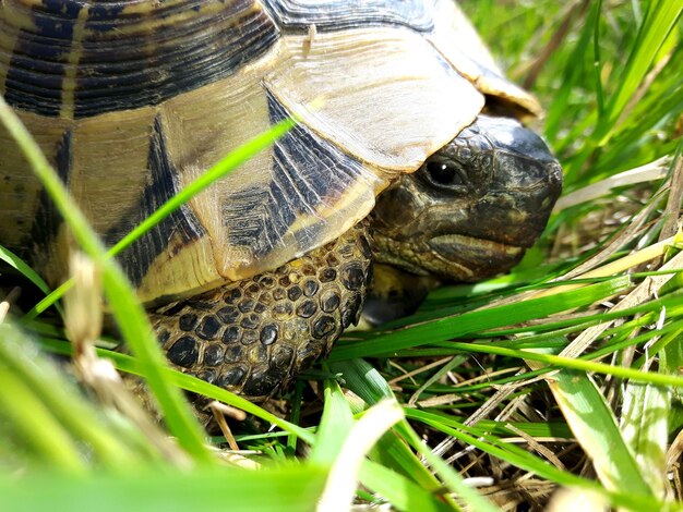 Photo close-up of turtle in field