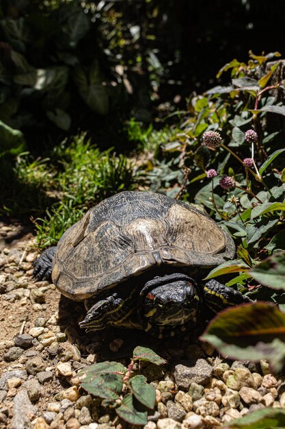 Photo close-up of turtle on field