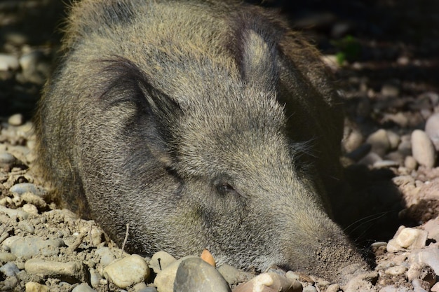 野原でのカメのクローズアップ