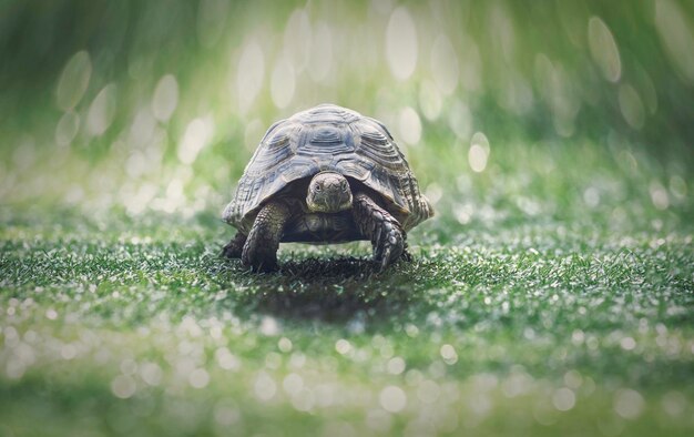 Photo close-up of turtle on grass