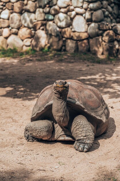 地上にあるカメのクローズアップ