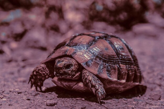 Close-up of a turtle on ground