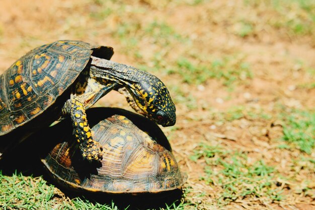 Photo close-up of a turtle on ground