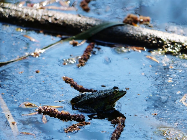 Photo close-up of turtle in lake