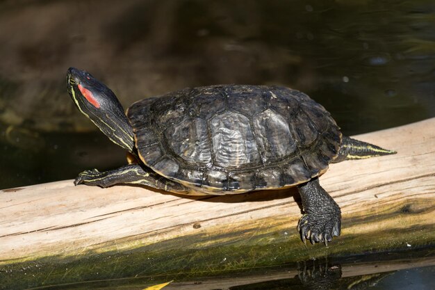 Photo close-up of turtle on a log