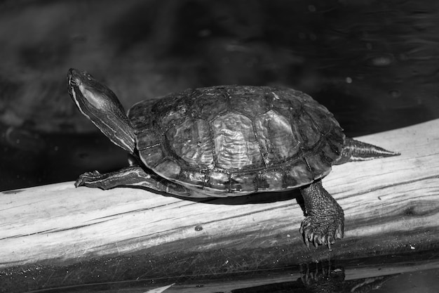 Foto prossimo piano di una tartaruga su un tronco